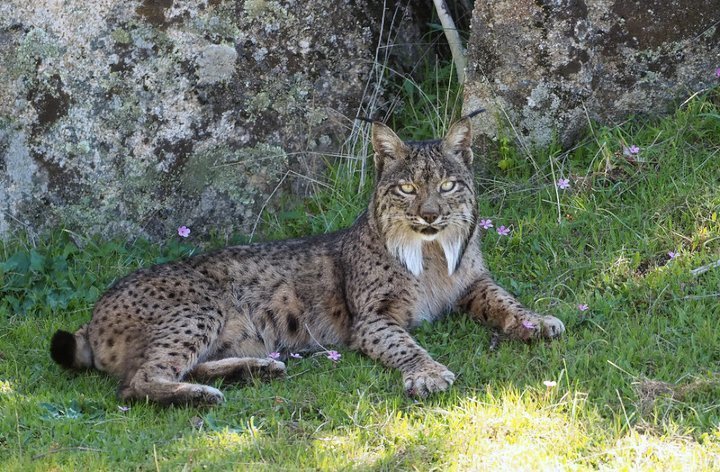 Lince ibérico