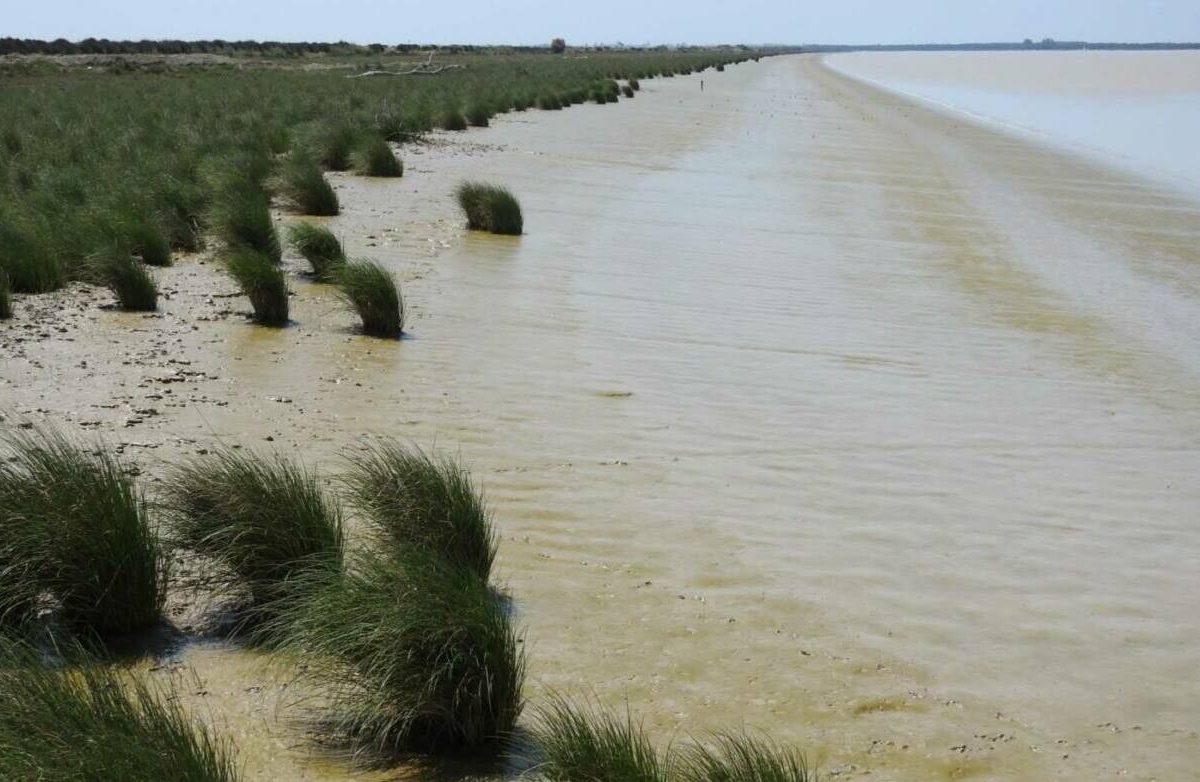 estuario Guadalquivir