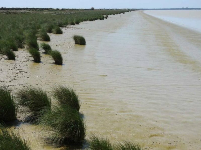 estuario Guadalquivir