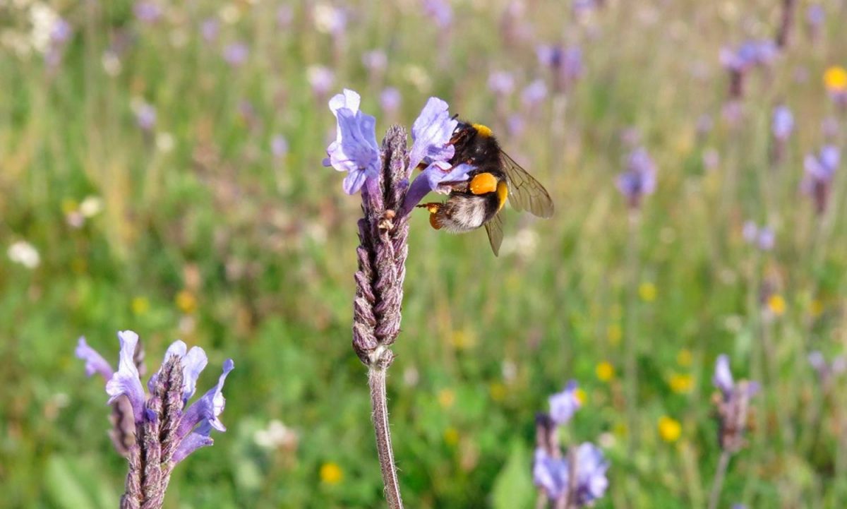 Abejorro visitando Lavandula multifida