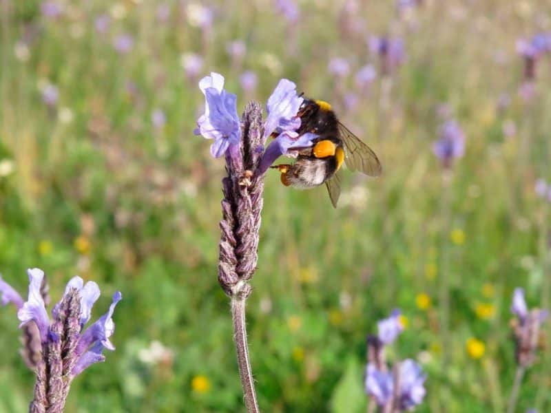 Abejorro visitando Lavandula multifida