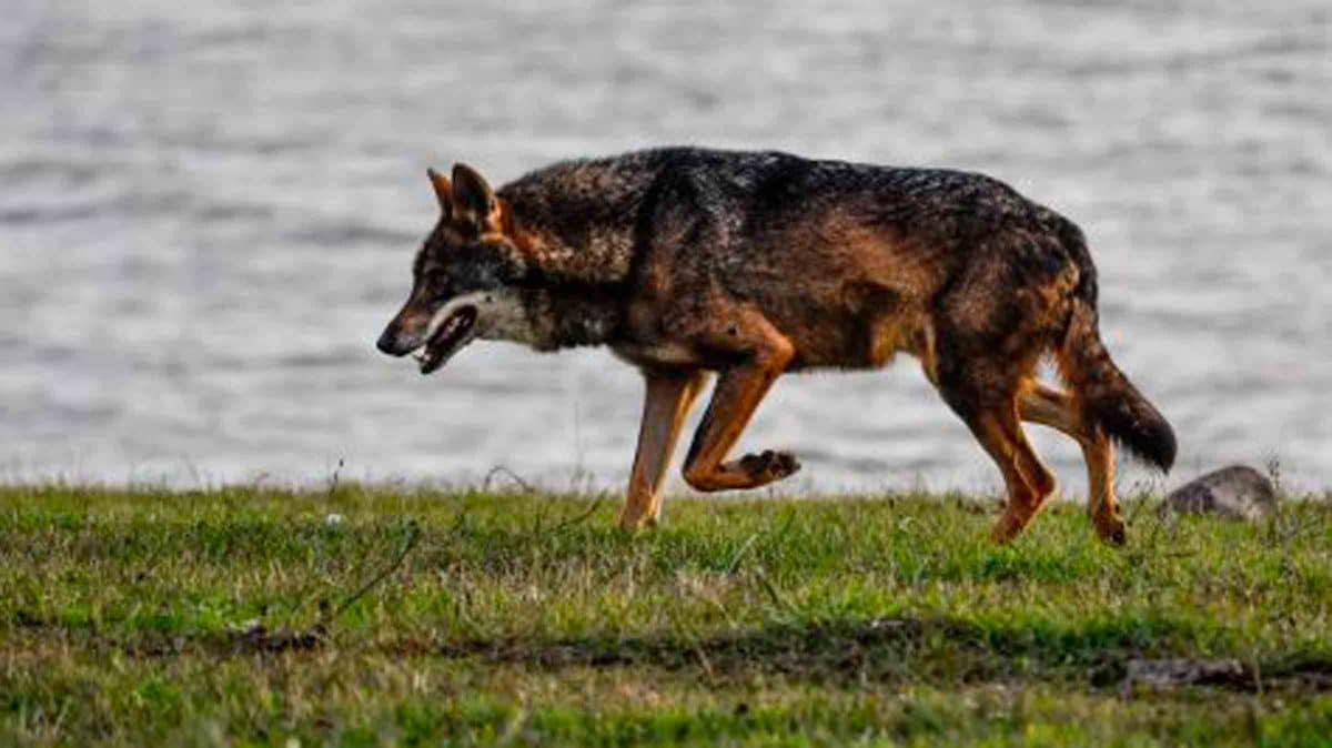 Lobo Ibérico en Andalucía