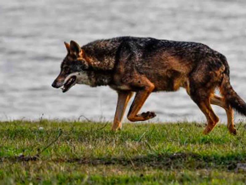 Lobo Ibérico en Andalucía