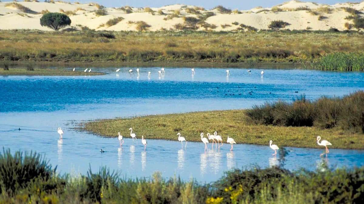 Esta aplicación analizará el impacto del cambio climático en Doñana