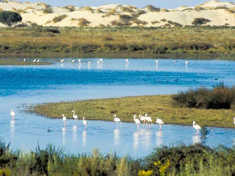 Esta aplicación analizará el impacto del cambio climático en Doñana