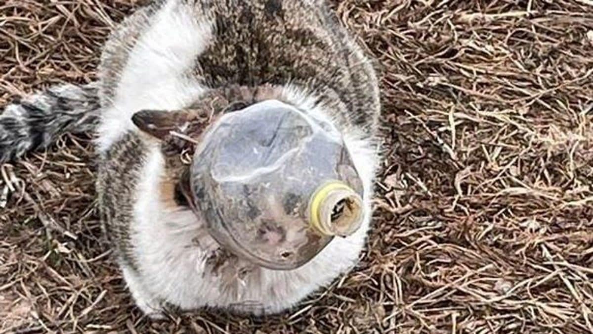 Gato envenenado y atrapado en una botella / EA