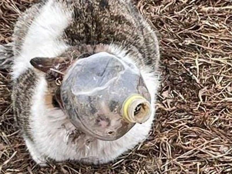 Gato envenenado y atrapado en una botella / EA