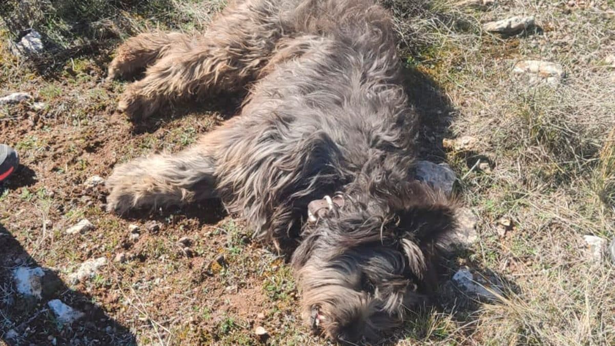 Denuncian la muerte de un perro por un cazador / EA