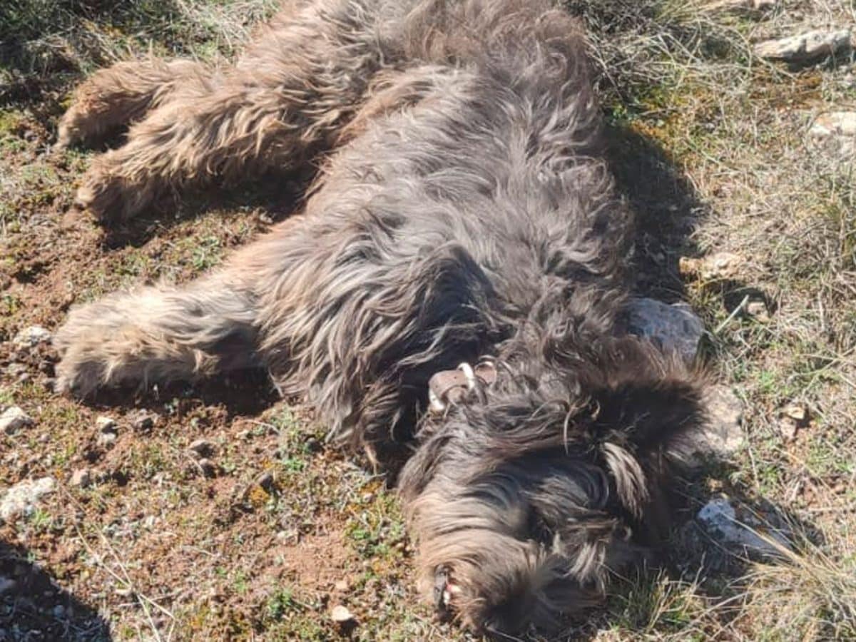 Denuncian la muerte de un perro por un cazador / EA