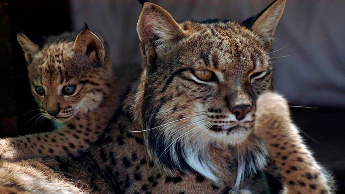 Lince Ibérico en Andalucía / EA