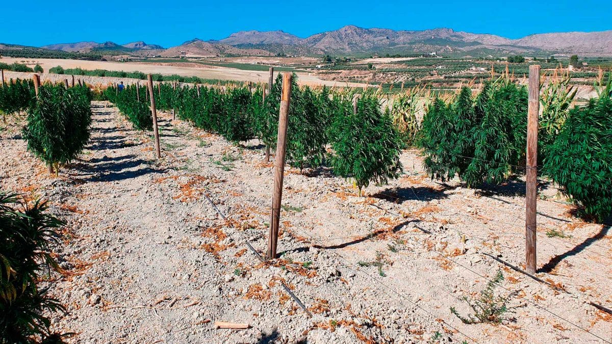 Desarticulan vente de marihuana en Almería