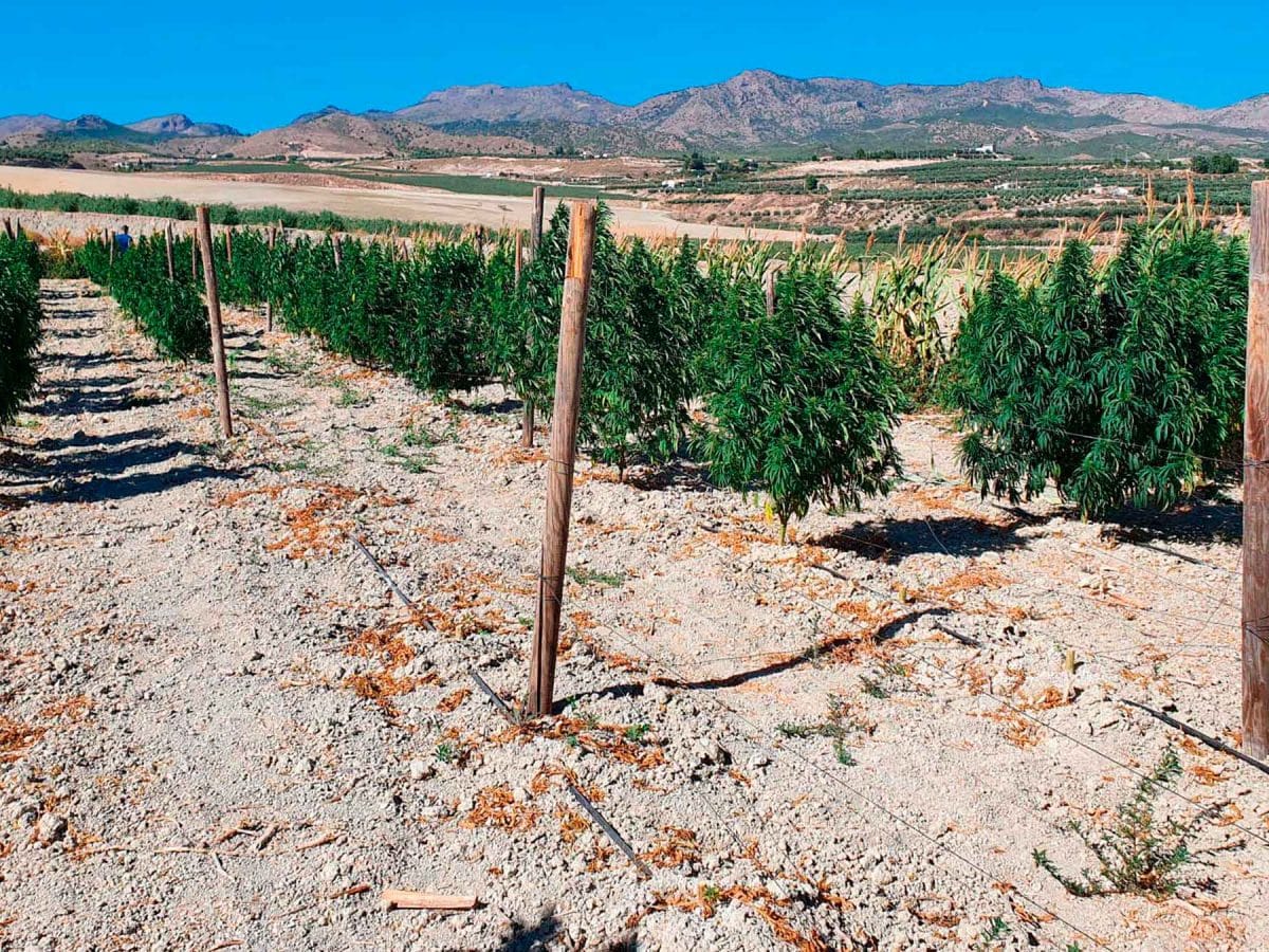 Desarticulan vente de marihuana en Almería