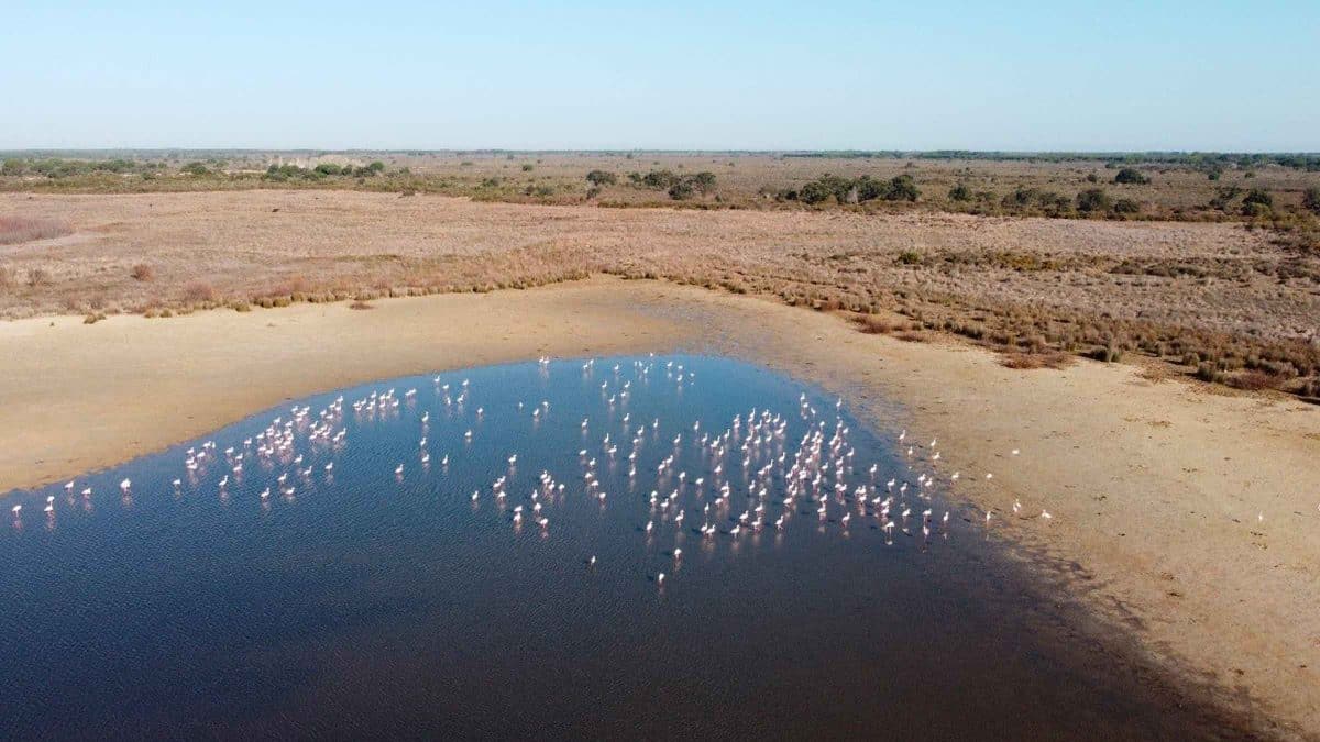 Parque Natural de Doñana