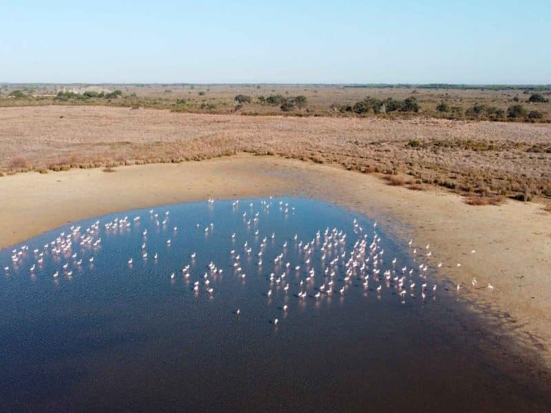 Parque Natural de Doñana