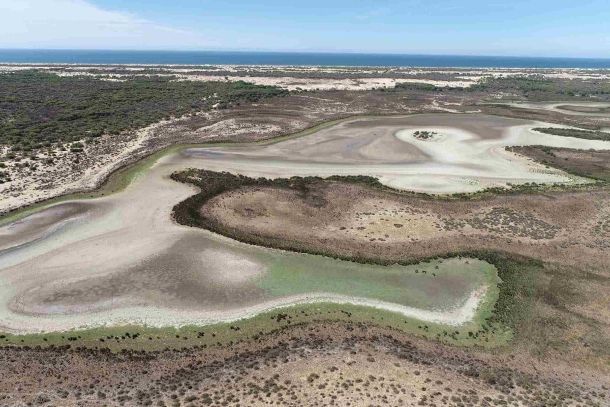 Sequía en Doñana