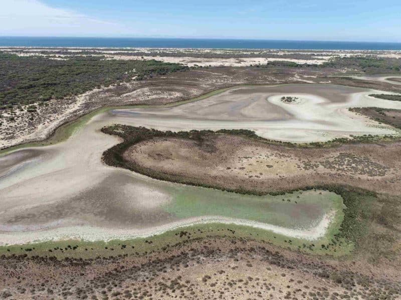 Sequía en Doñana