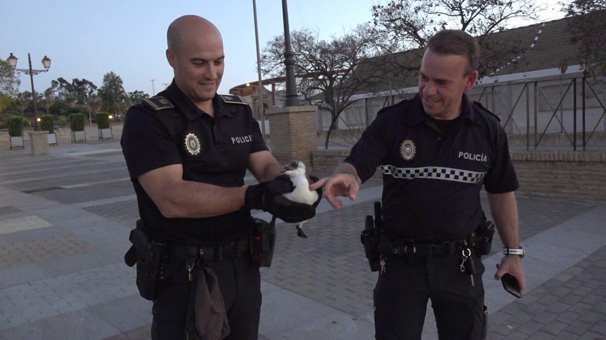 El pingüino de Mazagón se encuentra ya sano y salvo gracias a la ayuda de estos agentes