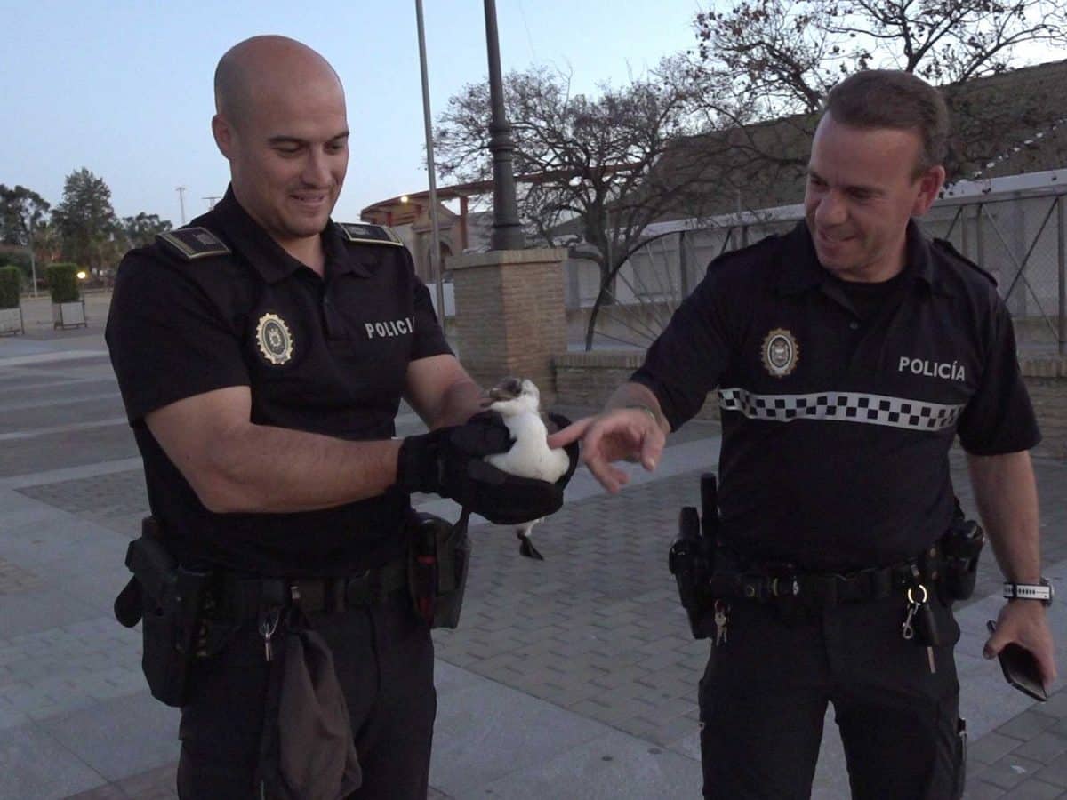 El pingüino de Mazagón se encuentra ya sano y salvo gracias a la ayuda de estos agentes