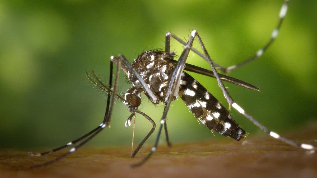 Mosquito transmisor del virus del Nilo Occidental