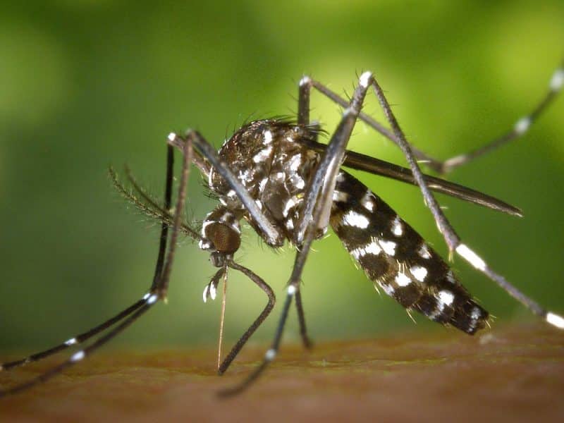 Mosquito transmisor del virus del Nilo Occidental