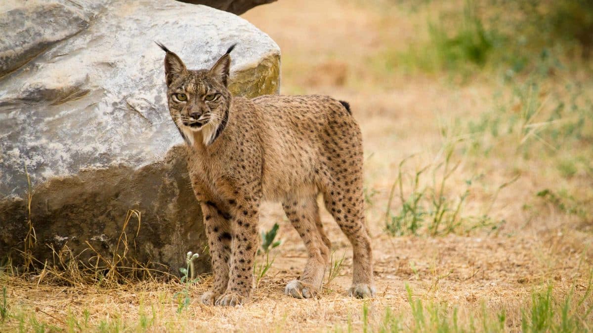 Ejemplar de Lince Ibérico