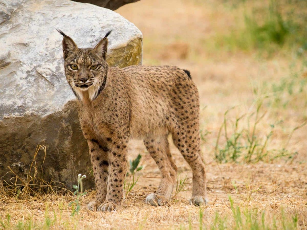 Ejemplar de Lince Ibérico