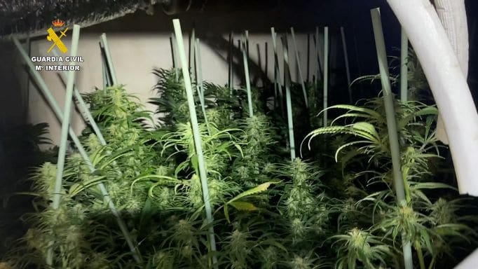 Plantación de marihuana encontrada por la Guardia Civil en esta operación