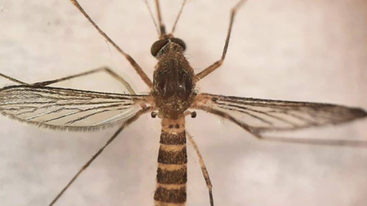 Culex perexiguus, una de las especies de mosquitos transmisoras del Virus del Nilo