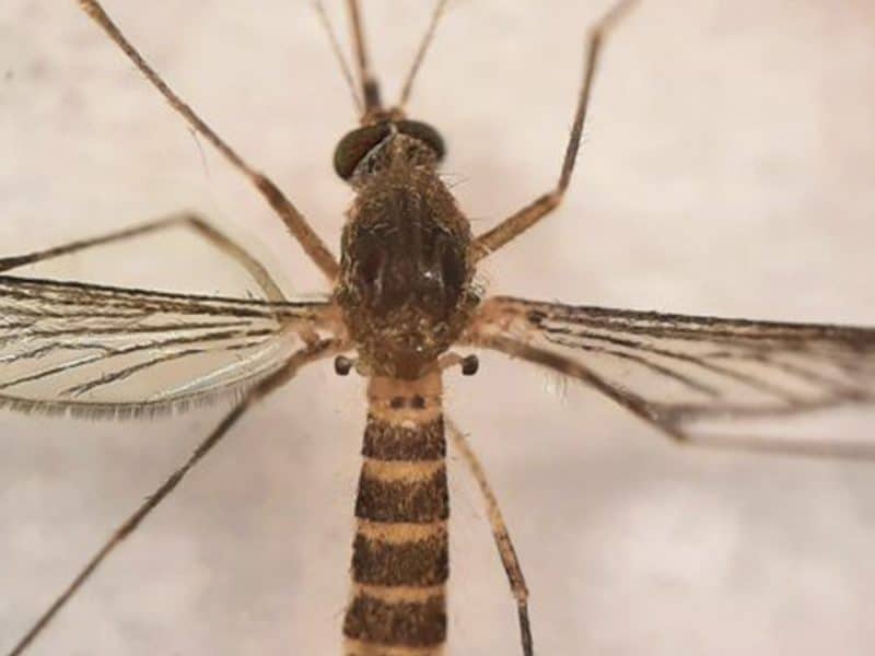 Culex perexiguus, una de las especies de mosquitos transmisoras del Virus del Nilo