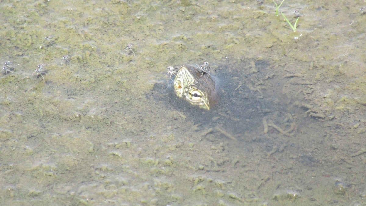 Imagen de un galápago de Doñana