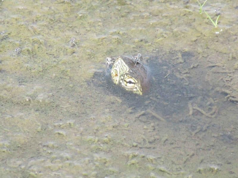 Imagen de un galápago de Doñana