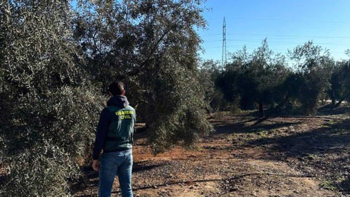 Agente de la Guardia Civil en el campo / Europa Press