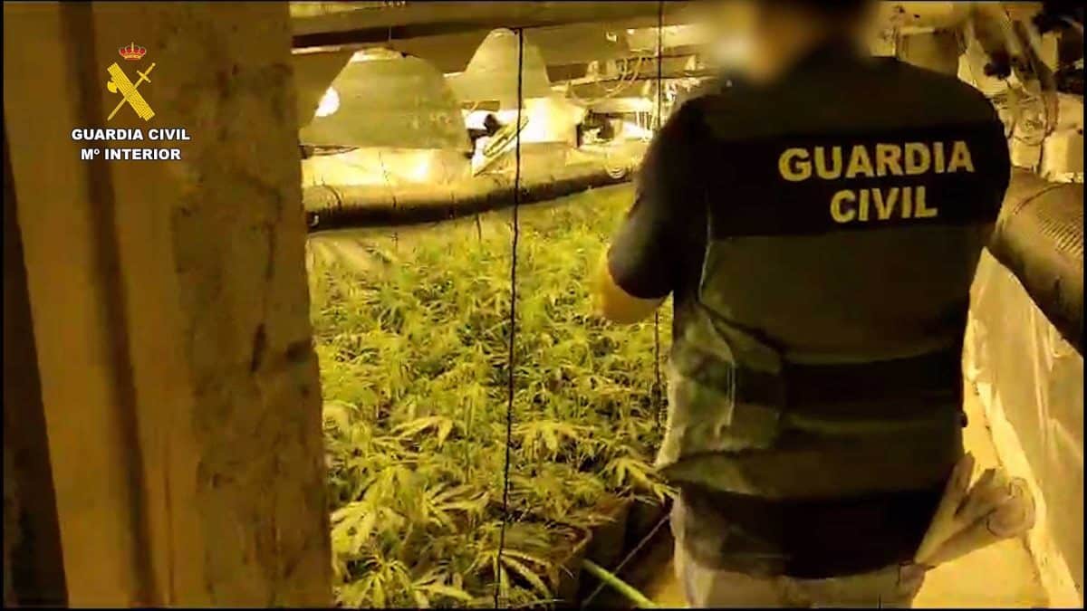 Un agente frente a esta plantación de marihuana / Europa Press