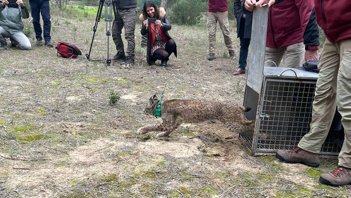 Imagen del emotivo momento en el que estos linces volvieron a su hogar