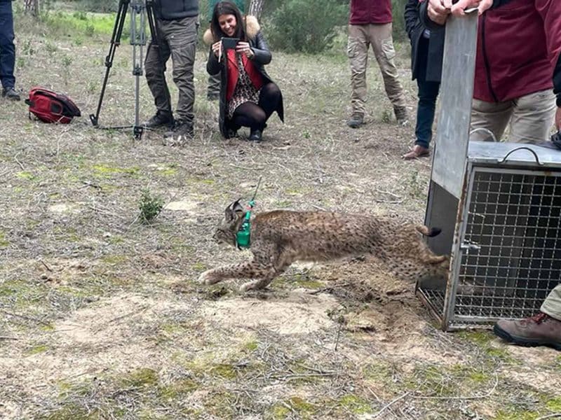 Imagen del emotivo momento en el que estos linces volvieron a su hogar