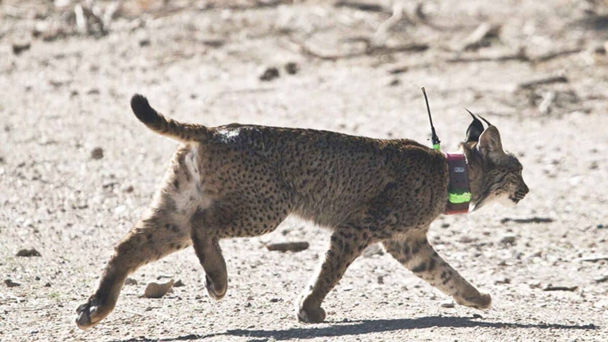 Los linces criados en cautividad se adaptan al medio de forma similar a los silvestres, según un estudio