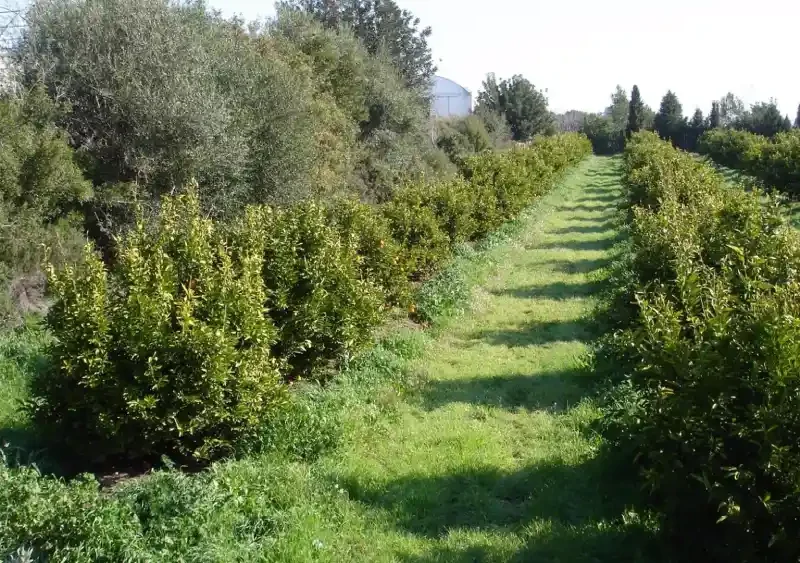 Imagen de recurso de una superficie ecológica. - JUNTA DE ANDALUCÍA