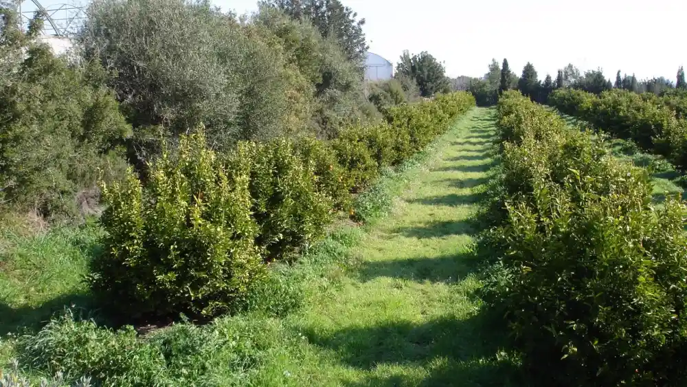 Imagen de recurso de una superficie ecológica. - JUNTA DE ANDALUCÍA